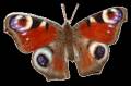 <b>Категории: </b>Бабочки <br><b>Размеры:</b> 200x133, 78.8 Кб