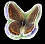 <b>Категории: </b>Бабочки <br><b>Размеры:</b> 350x343, 111.7 Кб