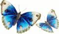 <b>Категории: </b>Бабочки <br><b>Размеры:</b> 550x320, 255.9 Кб