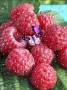 <b>Категории: </b>Ягоды, фрукты <br><b>Размеры:</b> 240x320, 136.6 Кб
