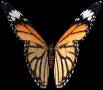 <b>Категории: </b>Бабочки <br><b>Размеры:</b> 196x171, 56.4 Кб