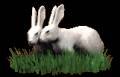 <b>Категории: </b>Зайцы, кролики <br><b>Размеры:</b> 161x104, 2.4 Кб