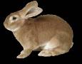 <b>Категории: </b>Зайцы, кролики <br><b>Размеры:</b> 280x218, 2.4 Кб