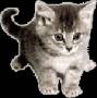 <b>Категории: </b>Кошки, котята <br><b>Размеры:</b> 142x143, 28.8 Кб