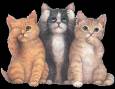 <b>Категории: </b>Кошки, котята <br><b>Размеры:</b> 240x187, 90.0 Кб