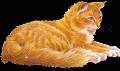 <b>Категории: </b>Кошки, котята <br><b>Размеры:</b> 334x200, 92.7 Кб