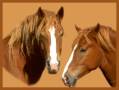 <b>Категории: </b>Лошади, кони <br><b>Размеры:</b> 359x270, 54.3 Кб